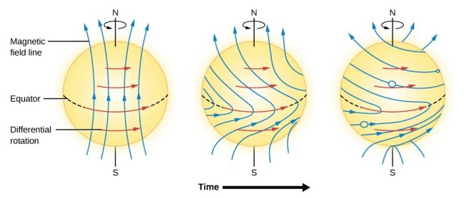Solar dynamo mechanism: differential rotation winds poloidal field into toroidal field, producing sunspot pairs with bipolar magnetic regions