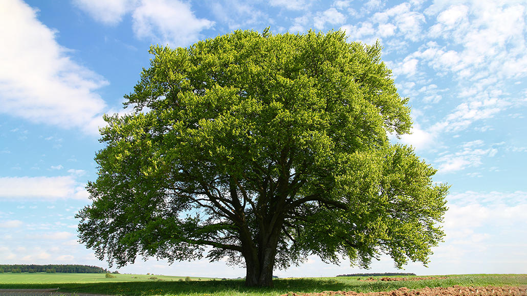 A majestic solitary tree in full green canopy — the subject of tree biophysics