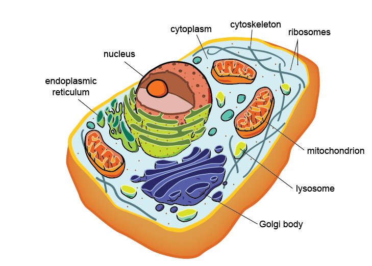 Fluorescence micrograph of a cell cytoskeleton: actin filaments, microtubules, and the nucleus